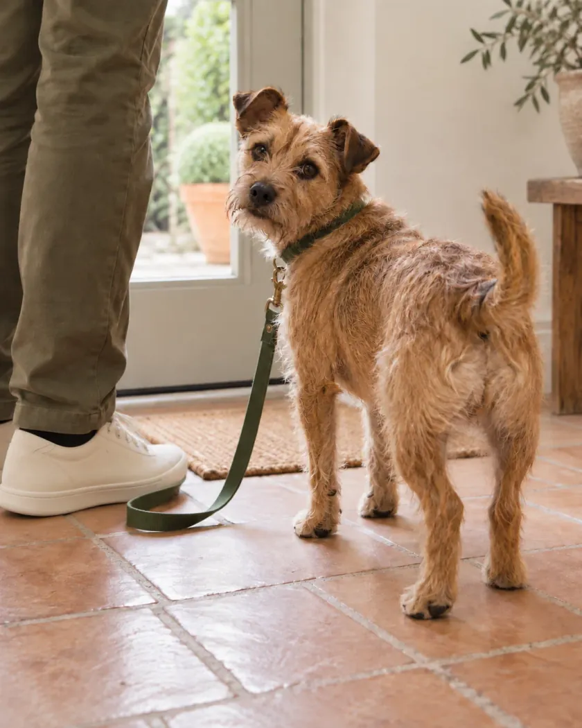 A wiry terrier on a lead by the front door, looking back